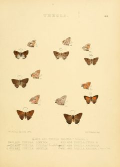Illustrations of diurnal Lepidoptera 63 by William Chapman Hewitson
. Used under a Public domain license.