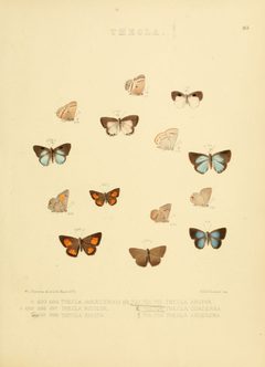 Illustrations of diurnal Lepidoptera 83 by William Chapman Hewitson
. Used under a Public domain license.