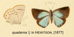 QuadernaFromHewitson1877 by William Chapman Hewitson
. Used under a Public domain license.
