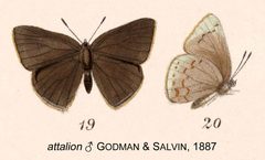 Quaderna as attalionGodmanSalvin1887 by Frederick DuCane Godman, Osbert Salvin. Used under a Public domain license.
