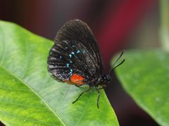 Eumaeus atala by Nosferattus. Used under a CC0 license.