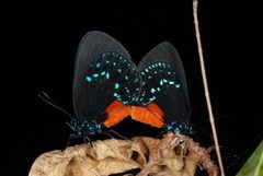 Eumaeus atala 47943583 by Doug Goldman. Used under a CC BY 4.0 license.