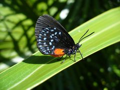 Eumaeus atala florida by Scott Zona. Used under a CC BY 2.0 license.