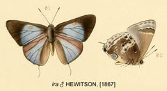 IraHewitson1867OD by William Chapman Hewitson
. Used under a Public domain license.