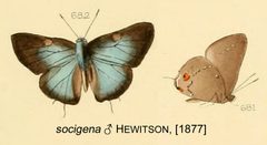 SocigenaHewitson1877OD by William Chapman Hewitson
. Used under a Public domain license.