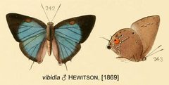 VibidiaHewitson1869OD by William Chapman Hewitson
. Used under a Public domain license.