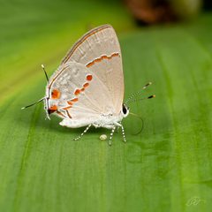Ministrymon azia 333113569 by Reinaldo Oliveira Elias. Used under a CC BY 4.0 license.