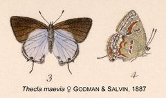 Clytie As maeviaGodmanSalvin1887 by Frederick DuCane Godman &amp; Osbert Salvin. Used under a Public domain license.