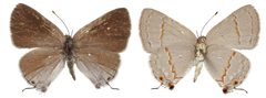Ministrymon janevicroy female by Robbins RK, Glassberg J. Used under a CC BY 3.0 license.