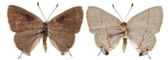 Ministrymon janevicroy male by Robbins RK, Glassberg J. Used under a CC BY 3.0 license.