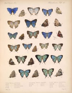 BiologiaCentraliAmericanaRhopaloceraPlate 50 by Frederick DuCane Godman and Osbert Salvin. Used under a Public domain license.