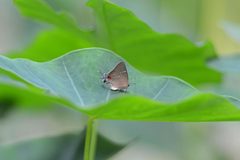 Flickr - ggallice - White m hairstreak by Geoff Gallice from Gainesville, FL, USA. Used under a CC BY 2.0 license.