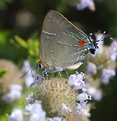 Parrhasius m-album by leppyone. Used under a CC BY 2.0 license.
