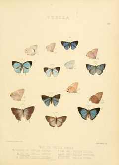 Illustrations of diurnal Lepidoptera 49 by William Chapman Hewitson
. Used under a Public domain license.