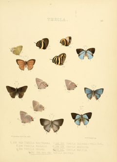 Illustrations of diurnal Lepidoptera 50 by William Chapman Hewitson
. Used under a Public domain license.