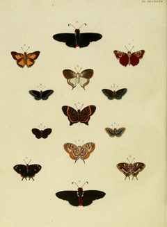 CramerAndStoll-uitlandsche kapellen vol. 4- pl 380 by Pieter Cramer (1721 - 1776) and Caspar Stoll (between  1725 and 1730 - 1791). Used under a Public domain license.