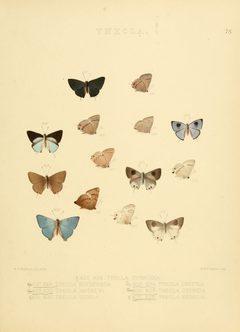 Illustrations of diurnal Lepidoptera 78 by William Chapman Hewitson
. Used under a Public domain license.