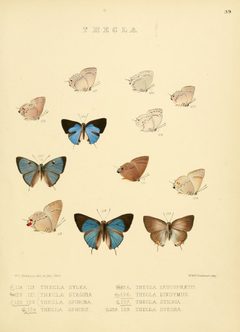 Illustrations of diurnal Lepidoptera 39 by William Chapman Hewitson
. Used under a Public domain license.