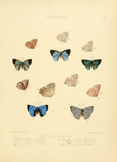 Illustrations of diurnal Lepidoptera 42 by William Chapman Hewitson
. Used under a Public domain license.