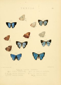Illustrations of diurnal Lepidoptera 43 by William Chapman Hewitson
. Used under a Public domain license.