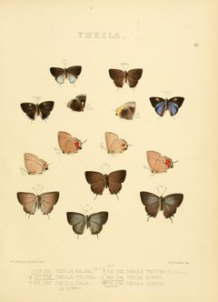 Illustrations of diurnal Lepidoptera 48 by William Chapman Hewitson
. Used under a Public domain license.