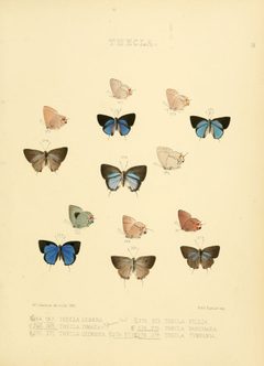 Illustrations of diurnal Lepidoptera 51 by William Chapman Hewitson
. Used under a Public domain license.