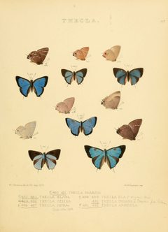 Illustrations of diurnal Lepidoptera 67 by William Chapman Hewitson
. Used under a Public domain license.