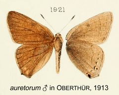 Auretorum inOberthur1913 by Charles Oberthur. Used under a Public domain license.