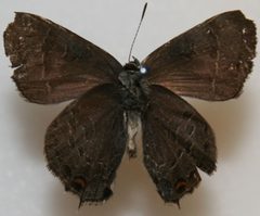 Banded Hairstreak Megan McCarty22 by Meganmccarty. Used under a Public domain license.