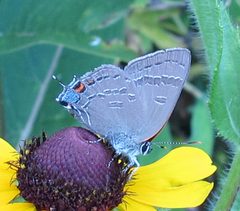 Satyrium calanus by Jacy Lucier. Used under a CC BY-SA 4.0 license.