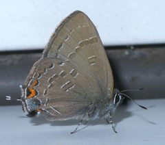 Satyrium calanus P1630648a by 
xpda. Used under a CC BY-SA 4.0 license.