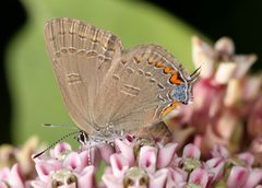 Satyrium edwardsii 297783482 by Jake McCumber. Used under a CC BY-SA 4.0 license.