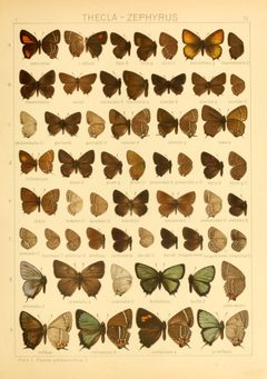Macrolepidoptera01seitz 0153 by Adalbert Seitz
. Used under a Public domain license.