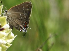 Satyrium favonius autolycus by iNaturalist user: paloma. Used under a CC0 license.