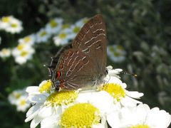 Satyrium liparops by Gilles Gonthier. Used under a CC BY 2.0 license.