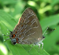 Satyrium liparops 1 by Jacy Lucier. Used under a CC BY-SA 4.0 license.