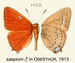 Saepium inOberthur1913 by Charles Oberthur. Used under a Public domain license.