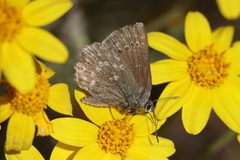 Satyrium semiluna 0542 by Walter Siegmund (talk). Used under a CC BY-SA 4.0 license.