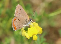 Satyrium titus 297783654 by Jake McCumber. Used under a CC BY-SA 4.0 license.