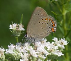 Satyrium titus P1440039a by
xpda. Used under a CC BY-SA 4.0 license.