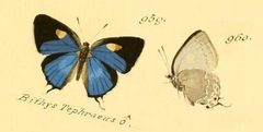 Strephonota Bithys TephraeusOD by Carl Geyer. Used under a Public domain license.