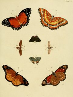 CramerAndStoll-uitlandsche kapellen vol. 2- plate 175 by Pieter Cramer (1721 - 1776) and Caspar Stoll (between  1725 and 1730 - 1791). Used under a Public domain license.
