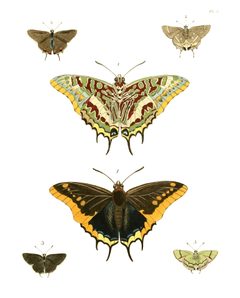 Illustrations of Exotic Entomology I 01 by Plates: Dru Drury (1725–1803). Text: John Obadiah Westwood (1805–1893). Used under a Public domain license.