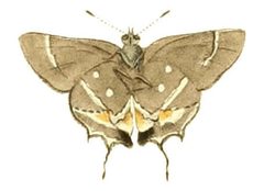 Illustrations of Exotic Entomology Thecla acis by Plates: Dru Drury (1725–1803). Text: John Obadiah Westwood (1805–1893). Used under a Public domain license.