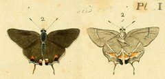 PapilioAcisDrury1773OD by Dru Drury. Used under a Public domain license.