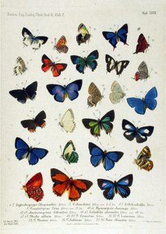 NovaraExpZoologischeTheilLepidopteraAtlasTaf32 by Felder. Used under a Public domain license.