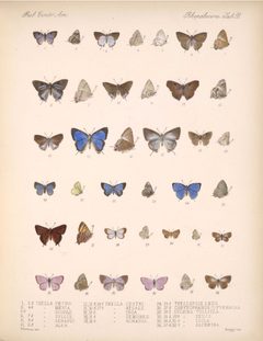 BiologiaCentraliAmericanaRhopaloceraPlate 58 by Unknown authorUnknown author. Used under a Public domain license.