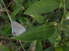 Lycaenidae DSC06158 Cu by Christian Pirkl. Used under a CC BY-SA 4.0 license.