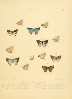 Illustrations of diurnal Lepidoptera 62 by William Chapman Hewitson
. Used under a Public domain license.