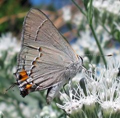 Strymon melinus female by Jacy Lucier. Used under a CC BY-SA 4.0 license.